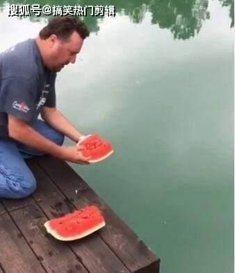 钓鱼吃瓜的视频,揭秘钓鱼与吃瓜的趣味生活