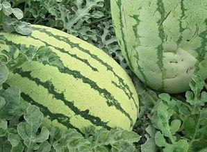 吃瓜的沙子,吃瓜群众视角下的沙子世界