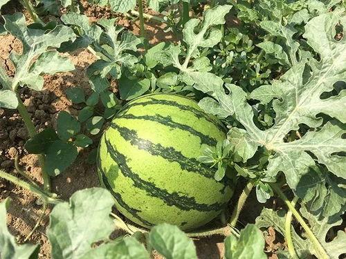 吃瓜盟主明朝,吃瓜盟主揭秘宫廷秘闻