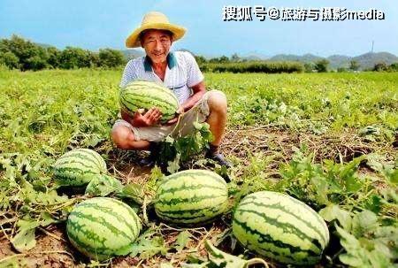 蒙阴新城路吃瓜,一场吃瓜盛宴背后的故事