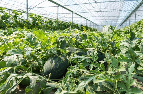 蒙阴新城路吃瓜,一场吃瓜盛宴背后的故事