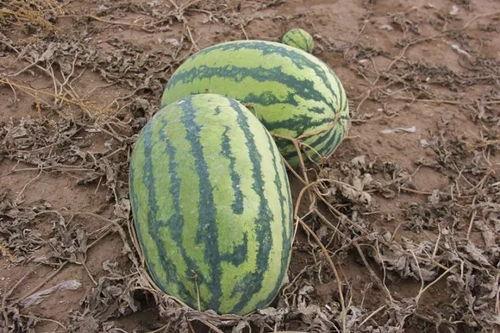 建行吃瓜,揭秘金融圈内的“瓜田”风云