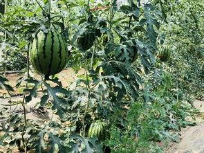 海门理想城吃瓜,吃瓜群众揭秘社区生活点滴