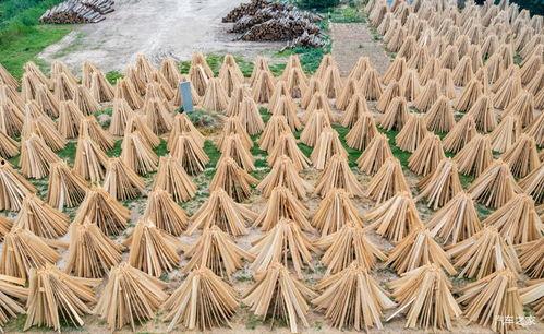 曹县729吃瓜,揭秘网络热梗背后的故事