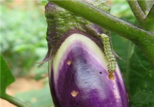 打完农药可以吃瓜吗,打完农药后能吃瓜吗？