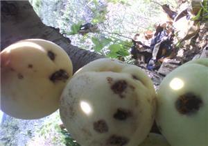 打完农药可以吃瓜吗,打完农药后能吃瓜吗？