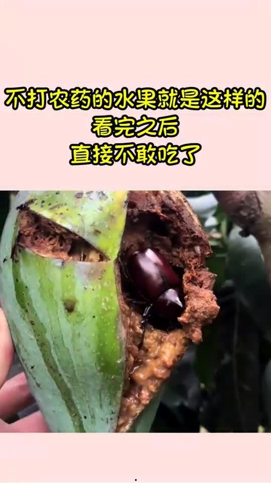 打完农药可以吃瓜吗,打完农药后能吃瓜吗？