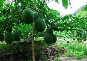 吊瓜吃皮吗,营养美味两不误