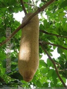 吊瓜吃皮吗,营养美味两不误