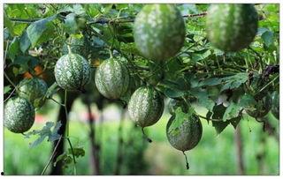 吊瓜吃皮吗,营养美味两不误