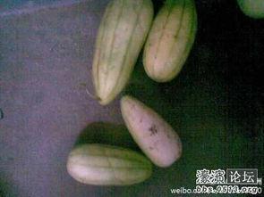 甜生瓜怎么吃,从清新沙拉到甜蜜甜品