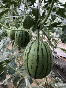 盐城大网红吃瓜