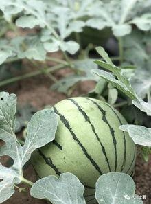 盐城大网红吃瓜