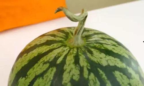 吃瓜会被晒死,揭秘为何吃瓜会被晒死