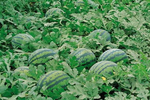 莺母吃瓜群,揭秘娱乐圈幕后趣闻