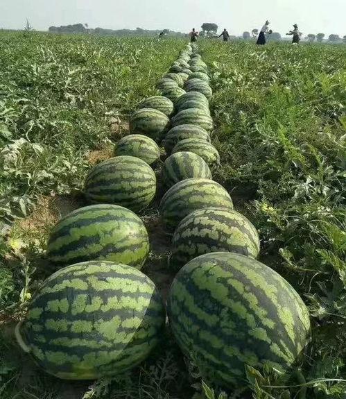 北暖吃瓜后续,揭秘娱乐圈背后的秘密与真相