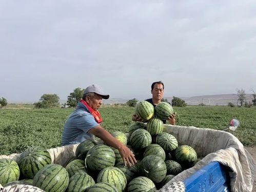 甘肃漳县吃瓜,瓜果飘香，尽享甘州美味