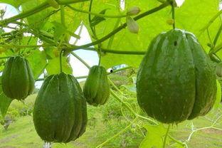 佛手瓜吃的时候为什么,佛手瓜的独特口感与食用体验揭秘