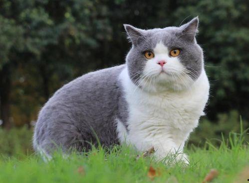 猫可以吃蓝瓜,猫咪的新宠美食探索