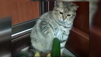 猫可以吃蓝瓜,猫咪的新宠美食探索