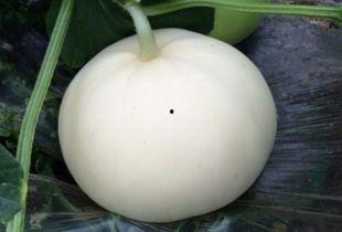 梨瓜应该怎么吃,解锁美味新体验