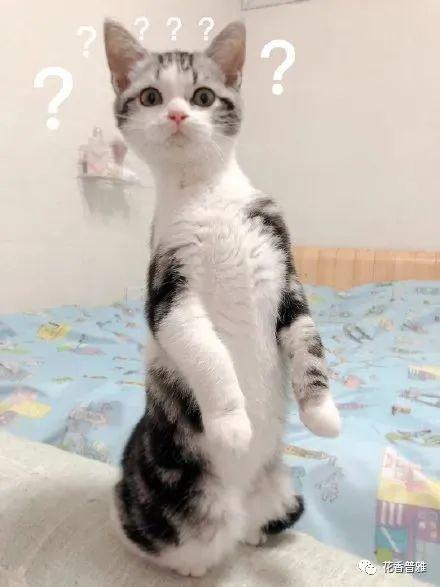 吃瓜猫摆件,家居新宠，趣味无限