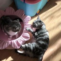 吃瓜猫摆件,家居新宠，趣味无限