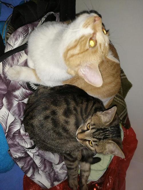 吃瓜猫摆件,家居新宠，趣味无限