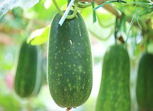 梦见吃生变瓜,解析梦中吃生变瓜的神秘寓意