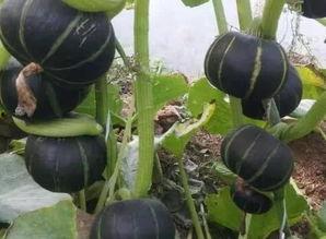 甘肃板栗瓜怎么吃,甘肃板栗瓜的多彩食法探索