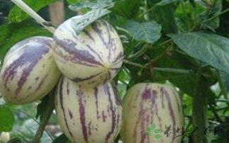 宝宝吃茄瓜,营养丰富的茄瓜食谱分享