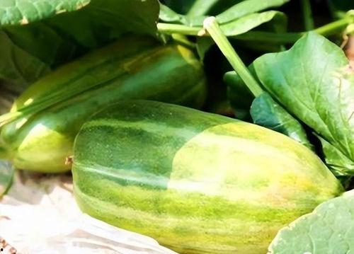 生的瓜怎么吃,探索新鲜生瓜的多彩食法