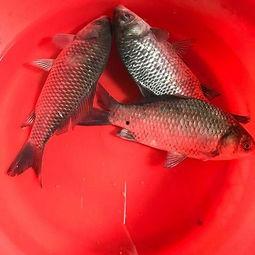 淡水瓜鱼怎么吃,解锁美味新体验