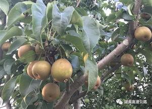 梦见瓜熟了在吃瓜果,品味瓜果的甜蜜寓意