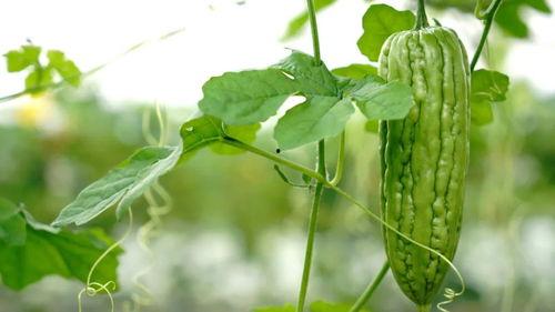 梦见瓜熟了在吃瓜果,品味瓜果的甜蜜寓意