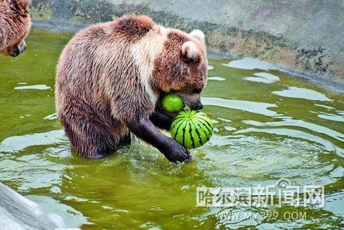 吃瓜动物走路,揭秘吃瓜动物的独特步态