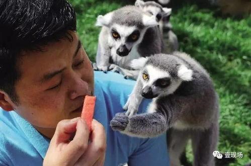 吃瓜动物走路,揭秘吃瓜动物的独特步态