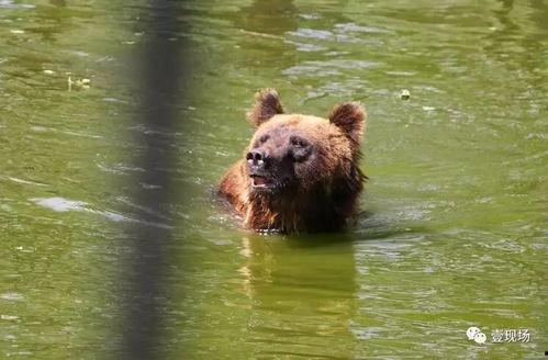 吃瓜动物走路,揭秘吃瓜动物的独特步态