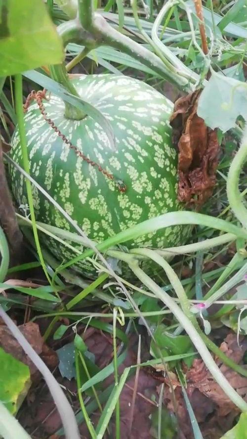 嫩草吃瓜在线观看