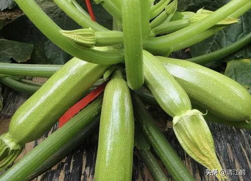 嫩草吃瓜在线观看