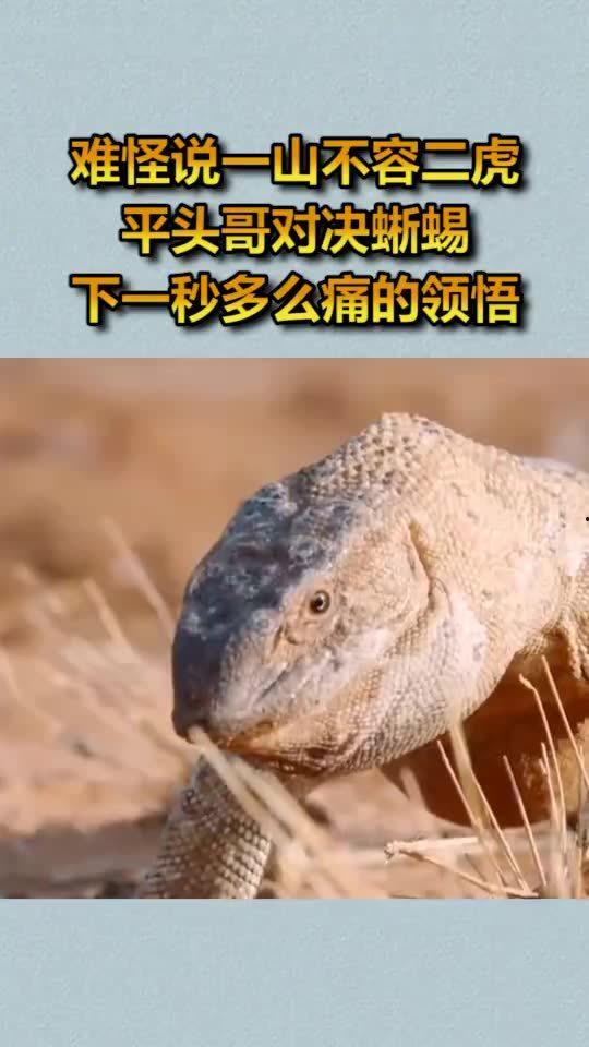 大饼哥吃蜥蜴瓜,勇敢尝鲜蜥蜴瓜