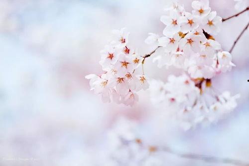 樱花QQ吃瓜,揭秘网络热点的背后真相