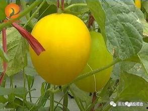 蓝荷吃瓜,揭秘娱乐圈幕后故事