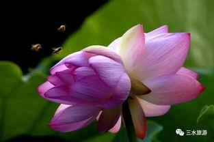 蓝荷吃瓜,揭秘娱乐圈幕后故事