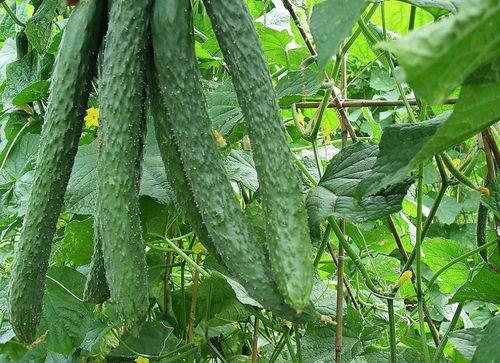 梨瓜根被虫子吃,守护绿色家园