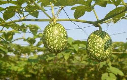 吊瓜狗狗可以吃吗怎么吃,如何安全喂食吊瓜给爱犬