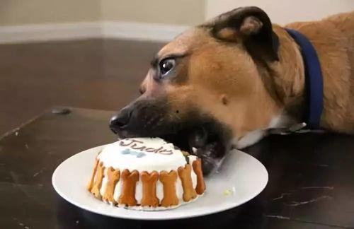 吊瓜狗狗可以吃吗怎么吃,如何安全喂食吊瓜给爱犬