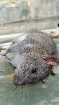 如何防止田鼠吃瓜,田鼠防吃秘籍大公开