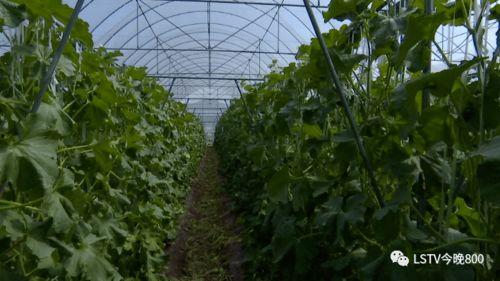 西昌吃瓜这个梗,一场网络热梗引发的全民狂欢