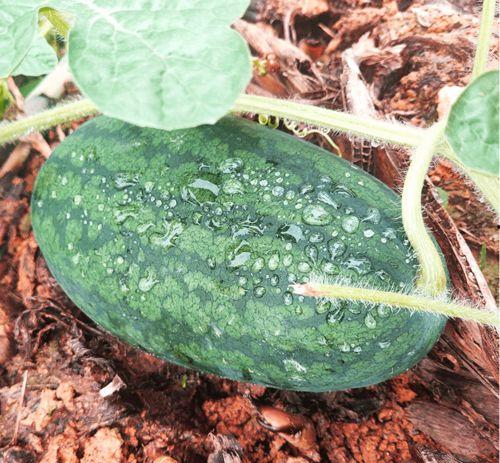 搜索吃瓜的照片,吃瓜群众视角下的欢乐瞬间